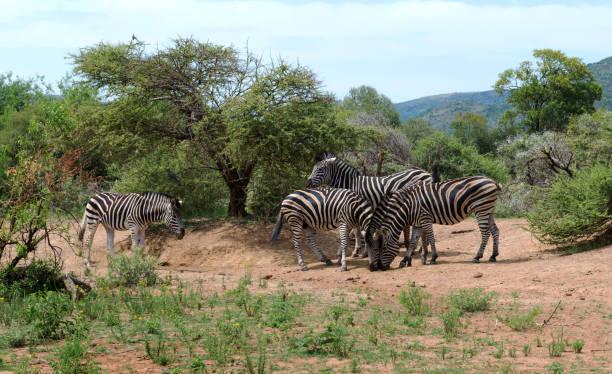 istock Zebras in South Africa 1131894187