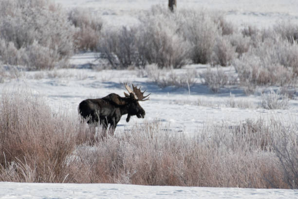 istock Bull moose grazing in snow 1131894188