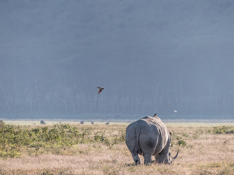 Lake Nakuru, KENYA - September, 2018. An adult rhinoceros grazes in the savannah early in the morning with a lake and many birds in the background