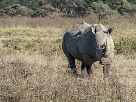 Lake Nakuru, KENYA - September, 2018. An adult rhinoceros grazes in the savannah early in the morning