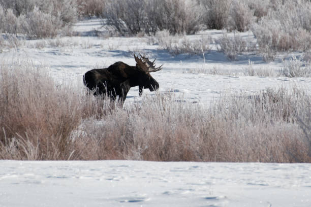istock Bull moose grazing in snow 1131894392
