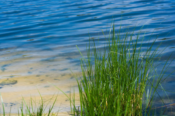 istock city Park spring - green grass, river on a Sunny day 1131895637