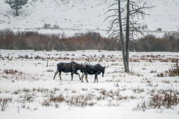 istock Moose eating from tops of willows 1131895715