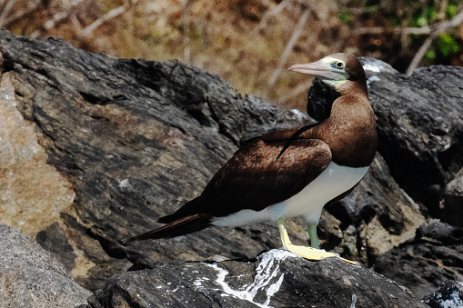 A rare blue-footed Booby was seen hanging out on the rocky shore posing for a picture