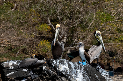 A rare blue footed Booby was seen hanging out on the rocky shore with two pelicans