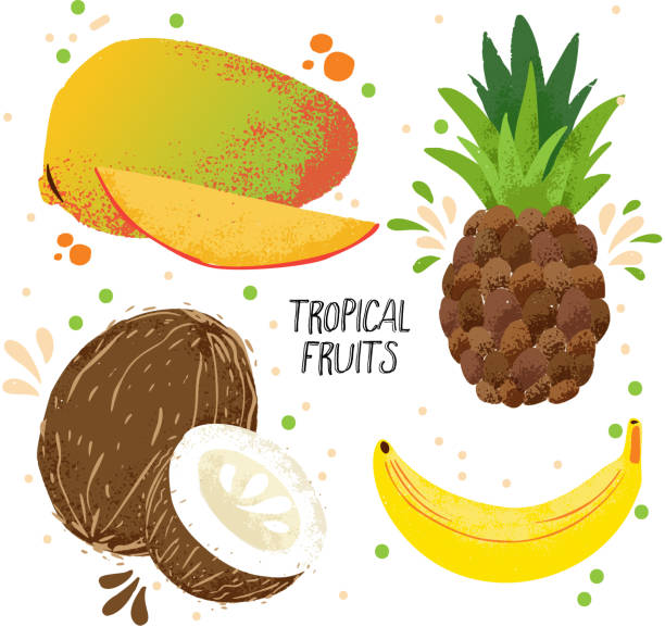 Hand draw vector set of tropical fruits - mango, banana, pineapple and coconut isolated on white background. Tropical fruits collection with juice splashes. Ripe tropical fruits set, mangoes, coconuts, bananas and pineapples Hand draw vector set of tropical fruits - mango, banana, pineapple and coconut isolated on white background. Tropical fruits collection with juice splashes. Ripe tropical fruits set, mangoes, coconut mango fruit drawing stock illustrations