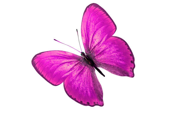 istock tropical purple butterfly. isolated on white background 1131900532