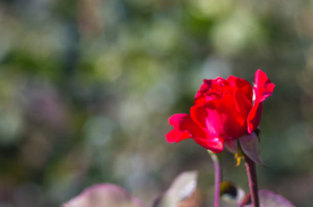 istock Red Rose flower. Nature. close up, selective focus 1131900599