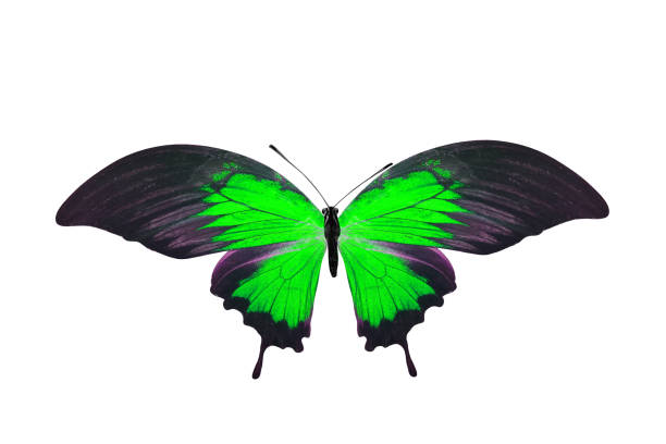 istock tropical green butterfly. isolated on white background 1131901259