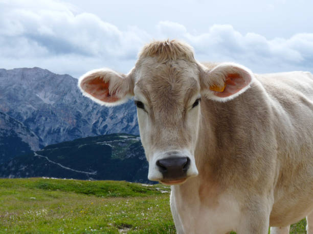 istock Cow in the Dolomites mountains 1131901565
