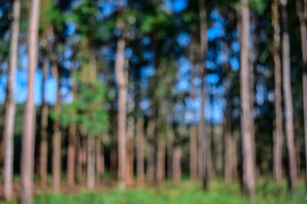 Photograph of a defocussed eucalyptus tree forest during summer, in the rural city of Monte Belo, in Minas Gerais state, Brazil.