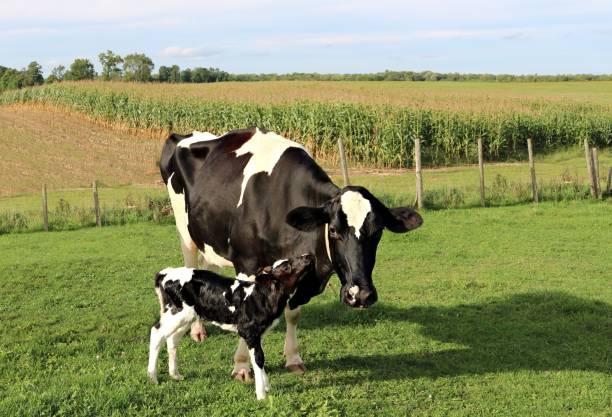 黒と白の新生児ホルスタイン牛の牧草地のお母さんとの結合 - domestic cattle calf mother field ストックフォトと画像