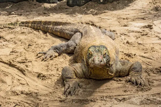 Photo of The Komodo dragon eating.