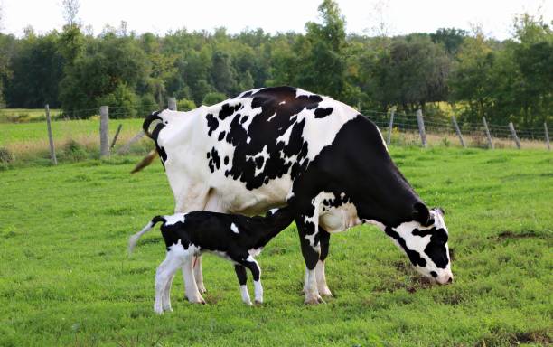 holstein, vitello neonato svane fino alla mamma nel prato - domestic cattle calf mother field foto e immagini stock