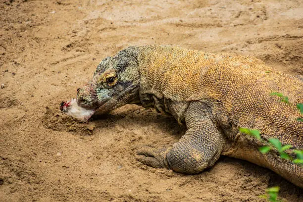 Photo of The Komodo dragon eating.