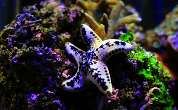 istock Cake sea star - Anthenea aspera 1131902823