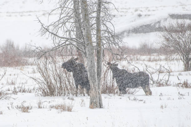 istock Moose eating from tops of willows 1131904592