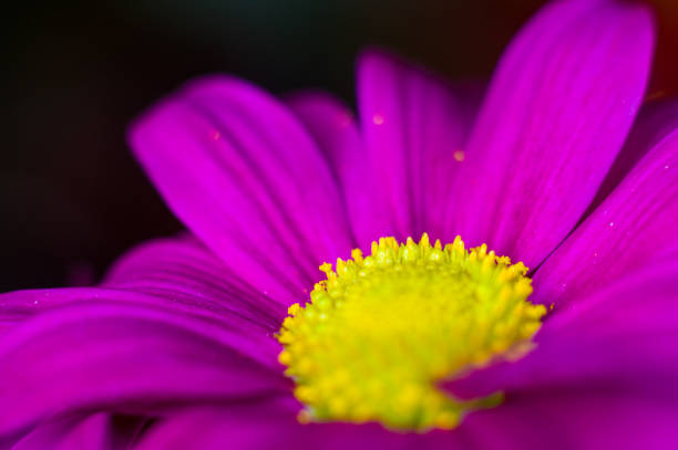 istock Beautiful bright purple and yellow chrysanthemum flowers, selective focus, macro 1131904611