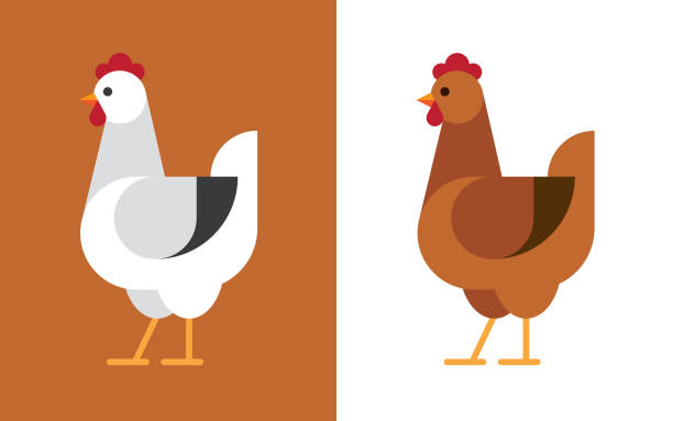 ilustraciones, imágenes clip art, dibujos animados e iconos de stock de icono de gallina plana. - gallina
