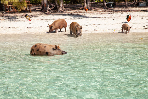 istock Pigs on No Name Cay Bahamas 1131904927
