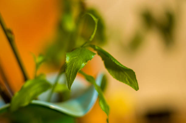 istock Willow branches with fresh green leaves in a vase 1131904953