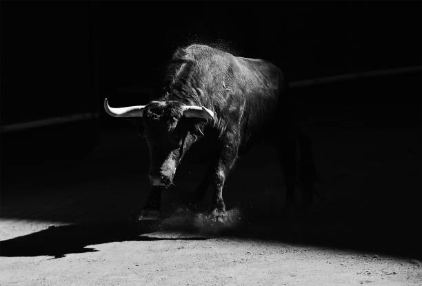 czarny byk - byk zwierzę płci męskiej zdjęcia i obrazy z banku zdjęć