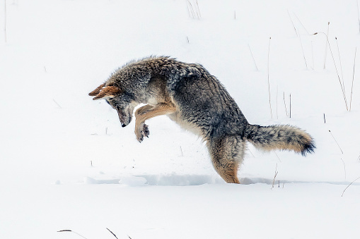 Coyote hunting and jumping for critters (voles) under the snow
