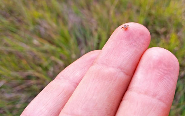 istock A small mite in the human hand 1131905795