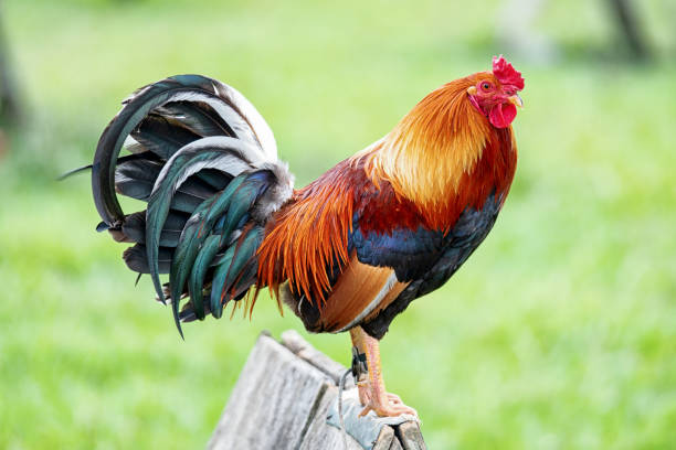 una fattoria dove allevano galli appena fuori dal comune di tuito. jalisco messico - tail feather foto e immagini stock