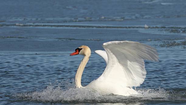 istock Mute Swan on Lake Ontario 1131906785