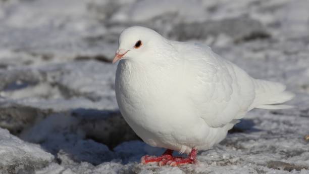 istock Rock Pigeon in Winter 1131906806