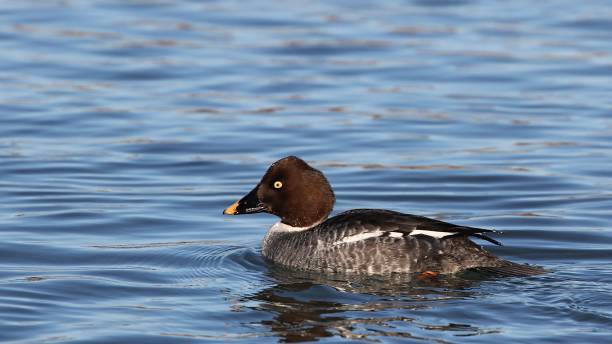 Female Common Goldeneye Female Common Goldeneye duck female goldeneye duck bucephala clangula swimming stock pictures, royalty-free photos & images