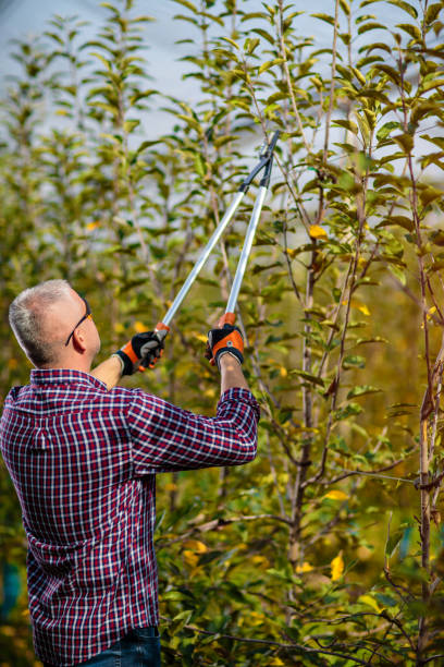 Middle adulthood man using pruning shears for cutting trees stock photo
