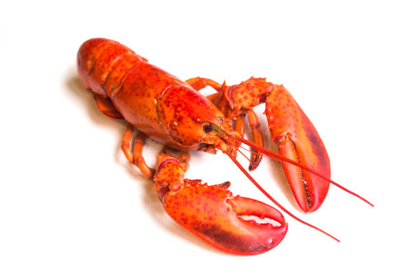 Boston lobster stock photo