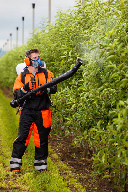 Young farm worker spraying orchard trees with pesticide from pump sprayer. stock photo