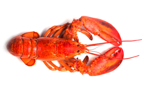 Boston lobster stock photo