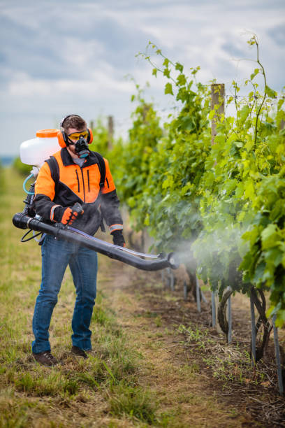 istock Man wearing protective suit spraying plants. Young man spraying vineyard. 1131909225