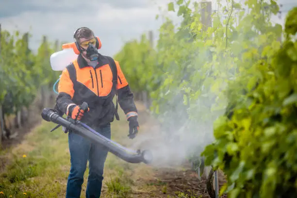 Man wearing protective suit spraying plants. Young man spraying vineyard.