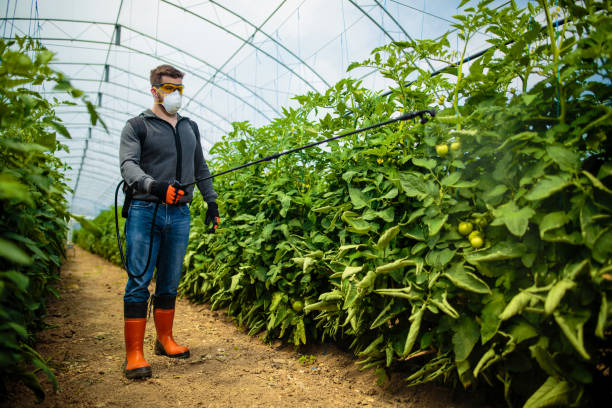 Young man spraying tomatoes with pesticide in greenhouse. stock photo