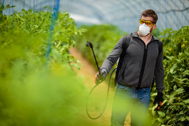 Pesticide spraying tomatoes in greenhouse. stock photo