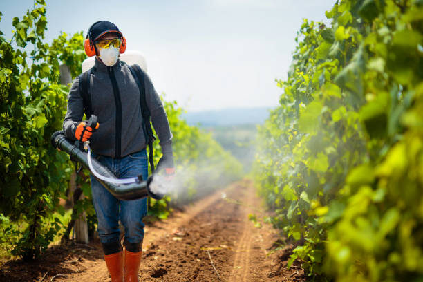 Agriculture worker. Young farmer spraying pesticides. Taking care about vineyard. stock photo