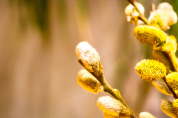 istock Beautiful early spring willow twigs with catkins 1131909493