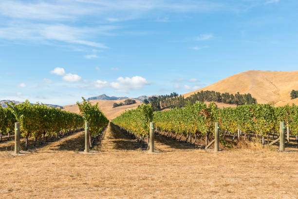 neuseeländische weinbaulandschaft in marlborough - marlborough region zealand new landscape stock-fotos und bilder