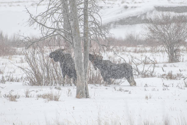 istock Moose eating from tops of willows 1131910425