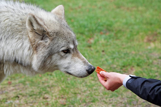 The temptation - feeding a wolf Yamnuska Wolfdog Sanctuary, Cochrane, Alberta, Canada cochrane alberta photos stock pictures, royalty-free photos & images