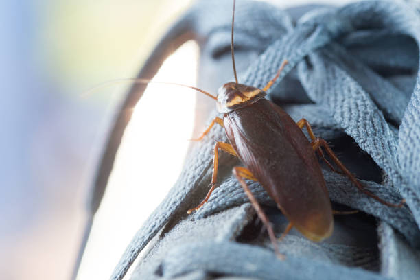 istock Cockroach live on the shoes. selective focus, 1131911919