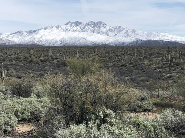 istock Saguaro and Snowy Mountains 1131912659