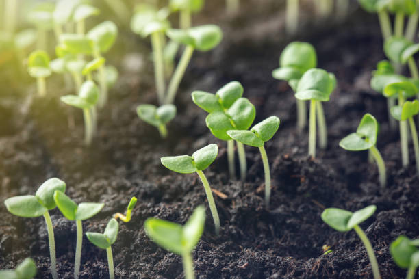 istock basil sprouts have sprouted in the ground. 1131915818