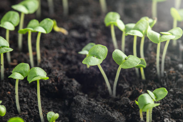 istock basil sprouts have sprouted in the ground. 1131915822