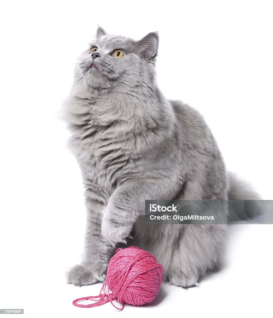 Gato jugando con clew aislado - Foto de stock de Algodón - Textil libre de derechos